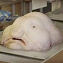 Profile picture of Ali Siddiqui