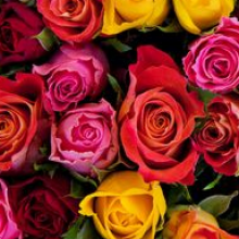 Profile picture of Fatima Hakim