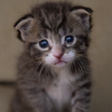 Profile picture of Ariana Ishraq